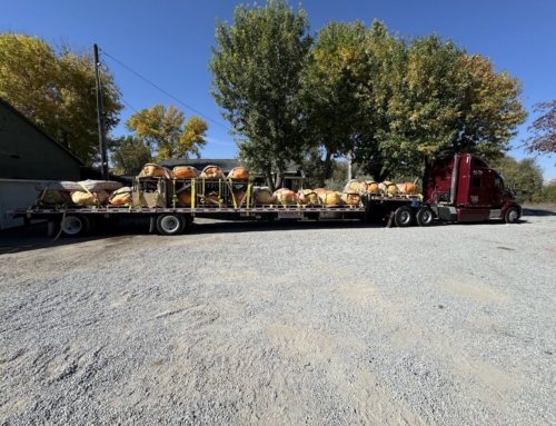 Atlantic Giant Pumpkins